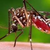 Les moustiques femelles inoculent à leurs victimes des maladies infectieuses potentiellement létales lorsqu'elles piquent et aspirent du sang (archives). KEYSTONE/AP Centers for Disease Control and Prevention/PHOTOGRAPHER